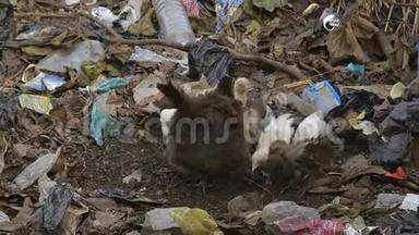 母鸡和小鸡抓着垃圾，科纳克里贫民窟