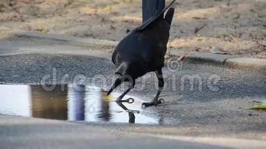 聪明的乌鸦在吃之前会使食物变软