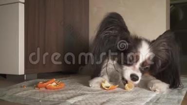 狗狗狗狗狗吃橘子有食欲视频
