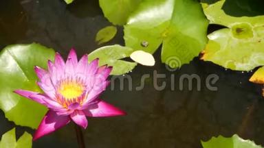 池塘里<strong>漂浮</strong>的睡莲。 从上面的绿叶和粉红色的睡莲花<strong>漂浮</strong>在宁静的水中
