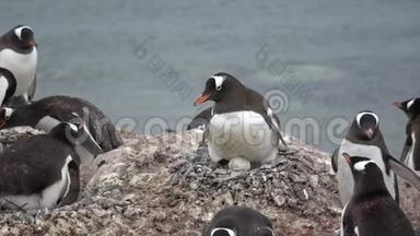 古图企鹅带蛋