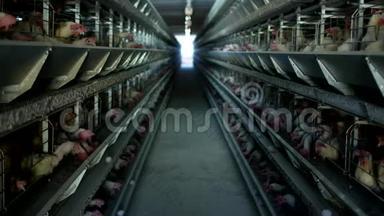 家禽养殖场，鸡坐在露天笼子里，吃混合饲料，传送带上躺着母鸡`鸡蛋，农场