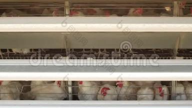 家禽<strong>养殖场</strong>，鸡坐在露天的笼子里，吃混合饲料，传送带上躺着母鸡`蛋，鸡舍，母鸡