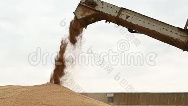 示范从联合或分拣机到货物容器或露天的小麦颗粒的稳定流动