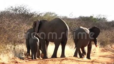 人们看到<strong>大象</strong>在背上扔土以<strong>保护</strong>太阳和虫子