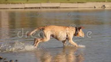 可爱的狗在玩耍，从岸上跑到水里。 一只湿狗。