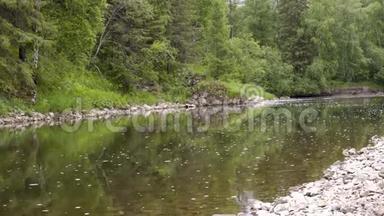 美丽的风景在绿色的森林中流淌着平静的河流。 库存录像。 盛开的河流缓缓流过森林