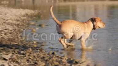 可爱的狗在玩耍，从岸上跑到水里。 一只湿狗。