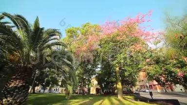 一种粉红色花朵的树，矗立在城市的公园里，<strong>因为</strong>它迷人的美丽。