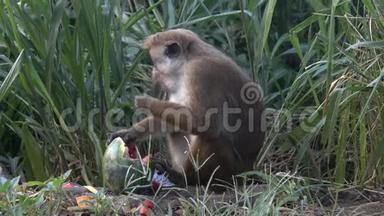 猴子在垃圾堆里吃西瓜