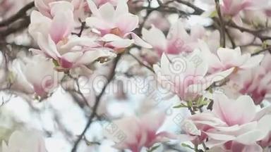 春天公园里盛开着粉红色<strong>花朵</strong>的美丽的<strong>玉兰花</strong>树。