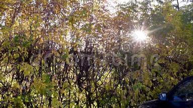 秋天。 白天，太阳透过秋天的树叶<strong>发出</strong>星状的光芒