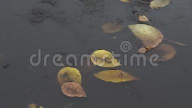秋天雨中肮脏的水坑里漂浮的黄叶