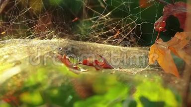 林中蜘蛛网，室外滴露，1280x720高清