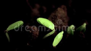 生长植物延时黄瓜发芽.. 春天。 进化概念。 黑色背景
