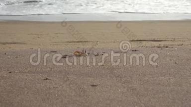 沙滩上的螃蟹。 螃蟹躲在沙滩上的沙洞里