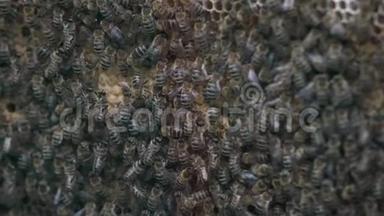成千上万的蜜蜂在蜂蜜的蜂窝上。 蜜蜂<strong>采蜜</strong>后放入六方细胞，返回蜂巢