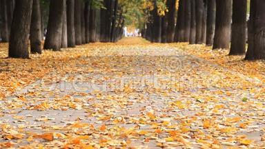 公园里的秋天。 美丽的小巷与落叶。 小巷尽头有车的模糊道路