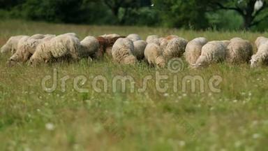 许多羊在野外放牧，一群母羊吃青草，夏天<strong>天气晴朗</strong>