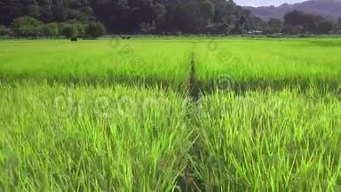 泰国北部的稻田。 鸟瞰图