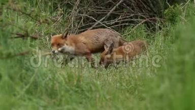 一只黑狐、火狐和她可爱的幼崽正在他们的巢穴门口觅食。