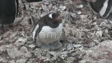 雌昆都<strong>企鹅</strong>，栖息在南极殖民地的巢中