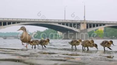 夏天，城里的鸭子和雏鸭正在喝水，吃石头码头