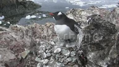 一只雌企鹅坐在两只雏鸟的巢里
