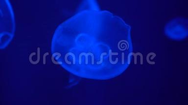 透明发光的月亮水母漂浮在深蓝色的水中，关闭