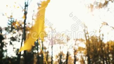女人在手中旋转着黄色的落叶枫叶