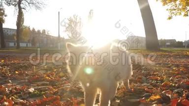好奇的姜猫在日落时分在公园散步，看着镜头<strong>喵喵</strong>叫