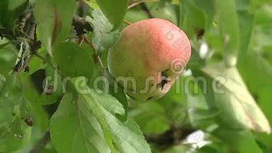 特写一个挂在树枝上的大红苹果.. 苹果赤霉病感染的水果。