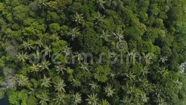 神圣的。 顺利查找无人机拍摄的头顶棕榈树在小KoPu荒岛，泰国普吉岛。