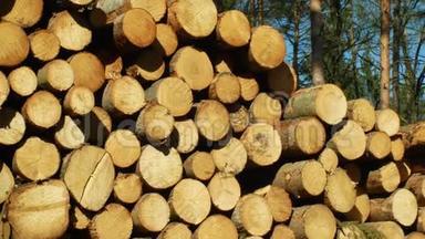 木头大堆的剪树干，圆木.. 欧洲云杉树皮甲虫入侵和攻击的云杉林