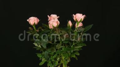 在黑色背景上旋转的花盆里，美丽的、<strong>鲜嫩</strong>的、盛开的粉红色玫瑰花蕾