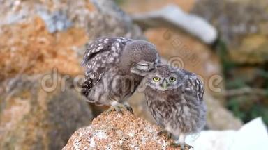 两只小猫头鹰站在石头上打扫卫生