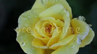 黄色玫瑰带水滴