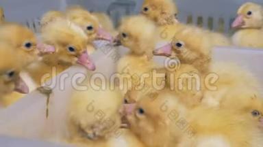 许多新孵出的小鸭子在一个塑料盒子里<strong>熙熙攘攘</strong>。 鸡场。 农业。