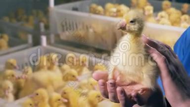 一只刚出生的鸭子被鸟屋工人抚摸着
