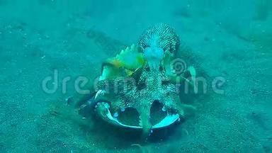 滑稽的椰子章鱼在伦贝里用两个贝壳走路。