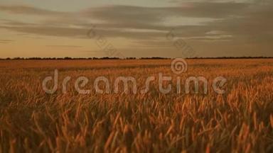 美丽的日落与<strong>乡村</strong>越过一片麦田。 <strong>田间</strong>成熟的麦穗。 太阳照亮了小麦作物
