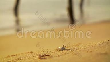螃蟹在沙滩上挖掘工作
