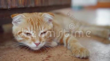 一只小猫躺在地板上，靠近打开的木门