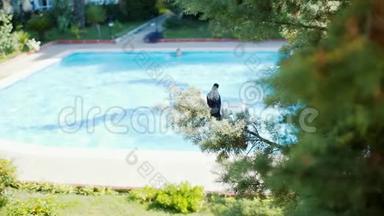 一只乌鸦坐在云杉上游泳池的背景上。