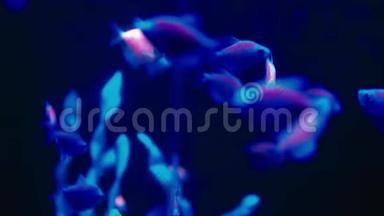 水族箱中慢动作的彩色荧光球鱼丹尼奥