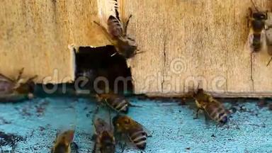 蜜蜂蜂巢的视频