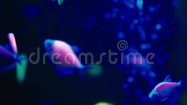 水族箱中慢动作的彩色荧光球鱼丹尼奥