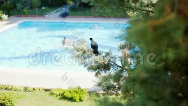 一只乌鸦坐在云杉上游泳池的背景上。