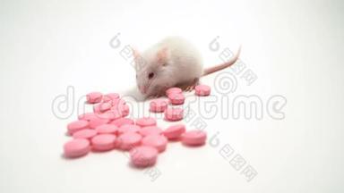 白色实验室老鼠旁边的粉红色药丸。 概念----药物开发和试验、医学研究