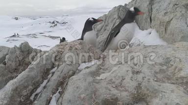 登顶<strong>企鹅</strong>攀登冰冻岩石特写镜头